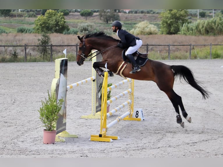 Portugalski koń sportowy Mix Klacz 14 lat 179 cm Gniada in Cascais