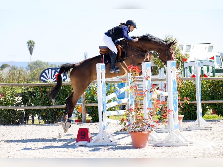 Portugalski koń sportowy Mix Klacz 14 lat 179 cm Gniada in Cascais