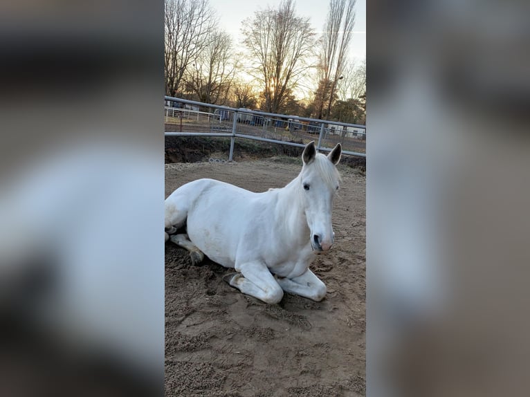Portugalski koń sportowy Klacz 16 lat 151 cm Siwa in Berlin