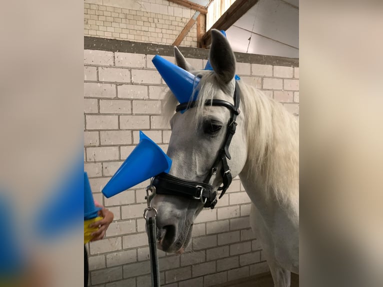 Portugalski koń sportowy Klacz 16 lat 151 cm Siwa in Berlin