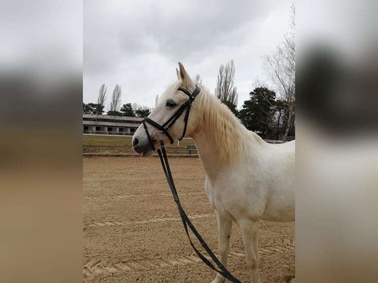 Portugalski koń sportowy Klacz 16 lat 151 cm Siwa in Berlin