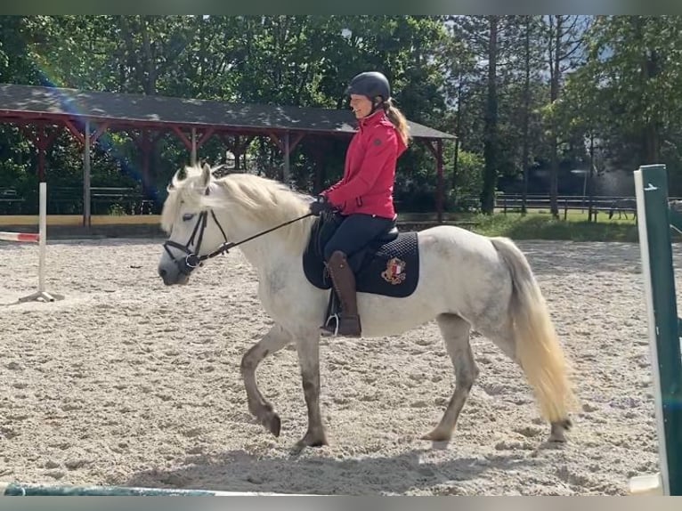 Portugalski koń sportowy Klacz 8 lat 140 cm Siwa in Salzwedel