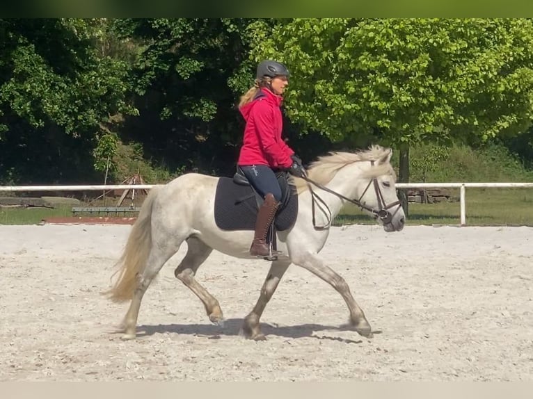 Portugalski koń sportowy Klacz 8 lat 140 cm Siwa in Salzwedel