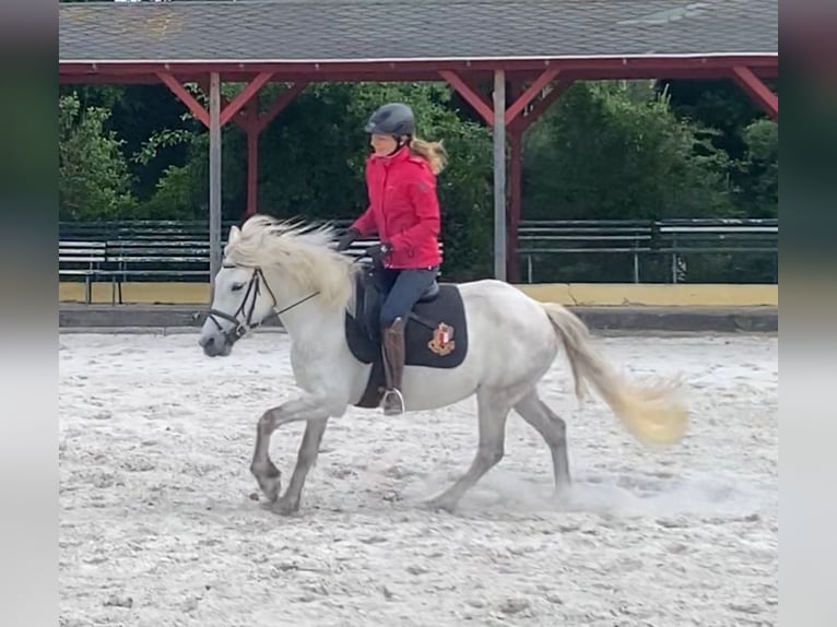 Portugalski koń sportowy Klacz 8 lat 140 cm Siwa in Salzwedel