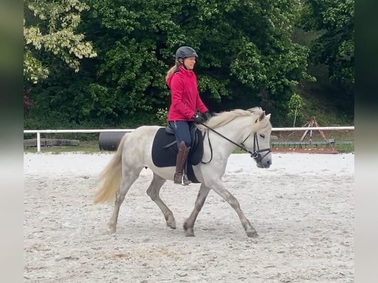 Portugalski koń sportowy Klacz 8 lat 140 cm Siwa in Salzwedel