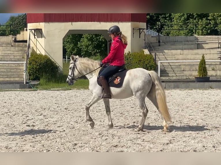 Portugalski koń sportowy Klacz 8 lat 140 cm Siwa in Salzwedel