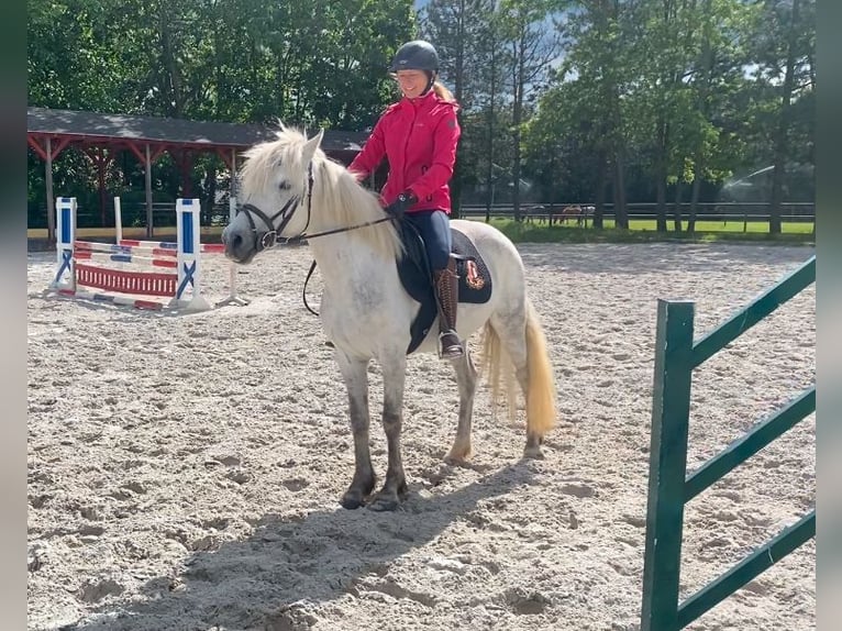 Portugalski koń sportowy Klacz 8 lat 140 cm Siwa in Salzwedel