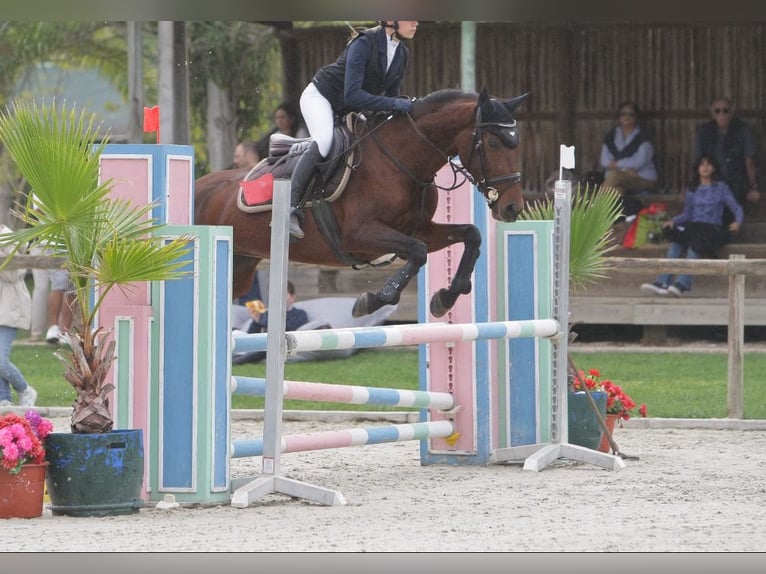 Portugalski koń sportowy Mix Klacz 8 lat 154 cm Skarogniada in Cascais