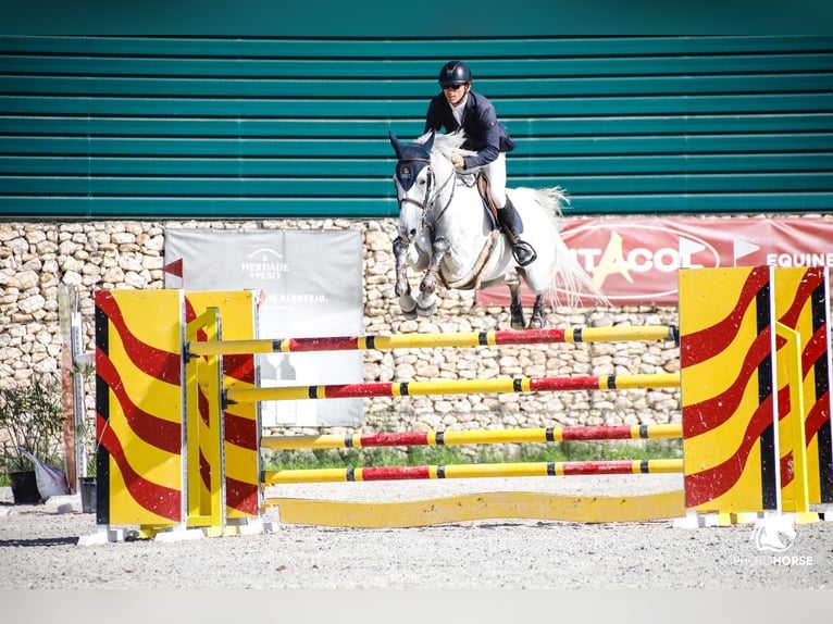 Portugalski koń sportowy Klacz 9 lat 169 cm Siwa in Cascais