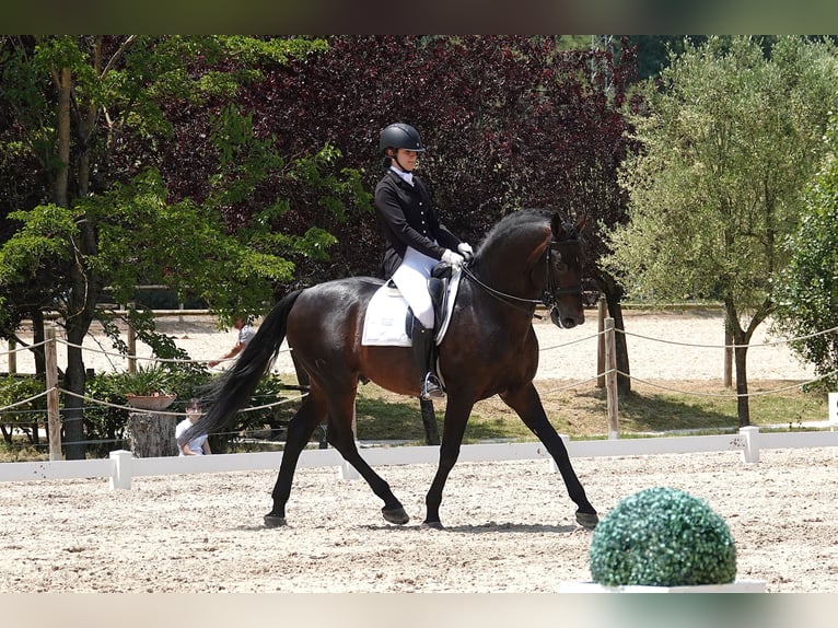 Portugalski koń sportowy Mix Ogier 14 lat 168 cm Gniada in Navarra