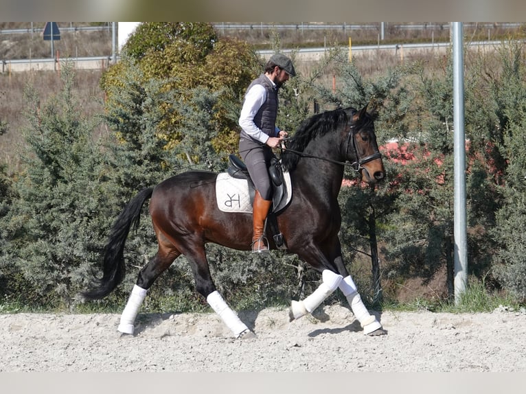 Portugalski koń sportowy Mix Ogier 4 lat 161 cm Gniada in Navarra
