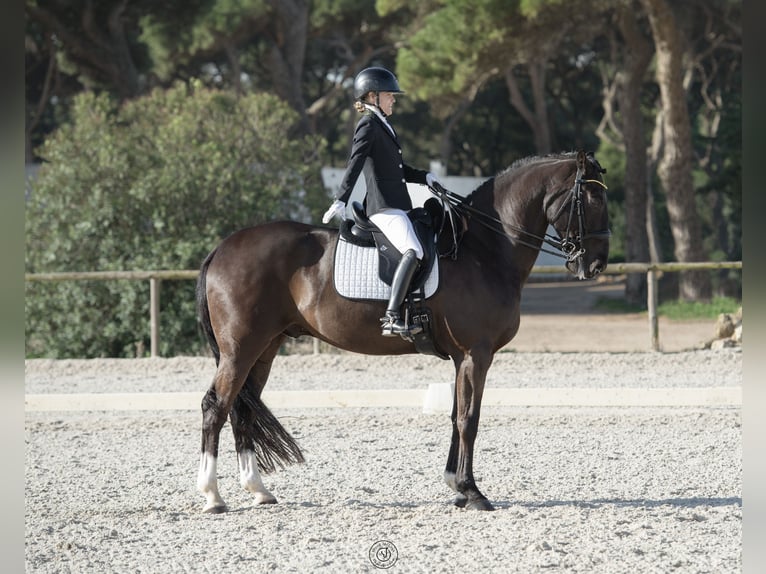 Portugalski koń sportowy Wałach 12 lat 171 cm Kara in Cascais