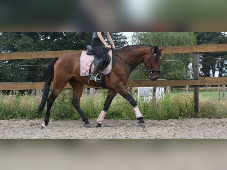 Portugalski koń sportowy Wałach 5 lat 162 cm Gniada in Achtmaal