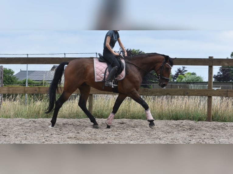 Portugalski koń sportowy Wałach 5 lat 162 cm Gniada in Achtmaal