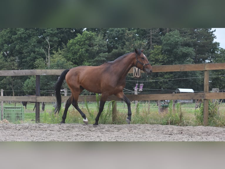 Portugalski koń sportowy Wałach 5 lat 162 cm Gniada in Achtmaal