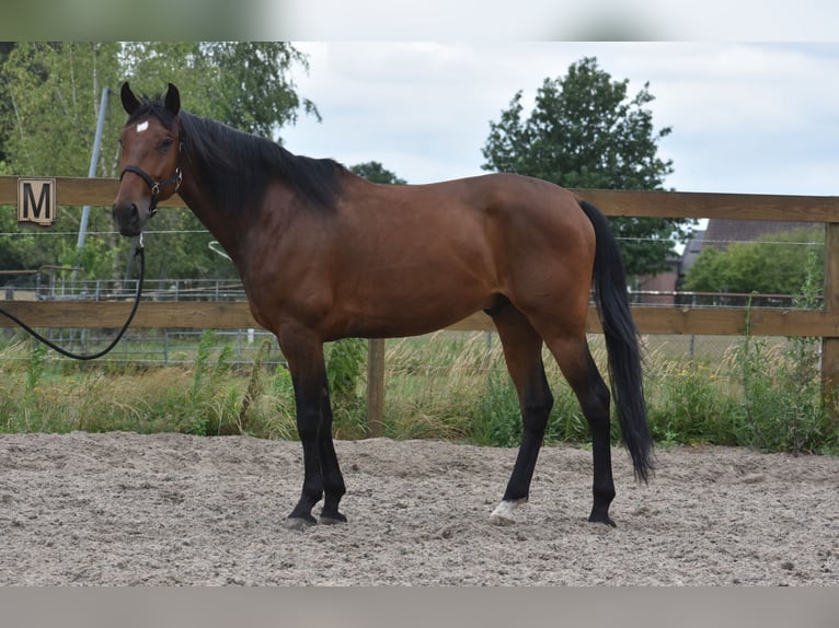 Portugalski koń sportowy Wałach 5 lat 162 cm Gniada in Achtmaal