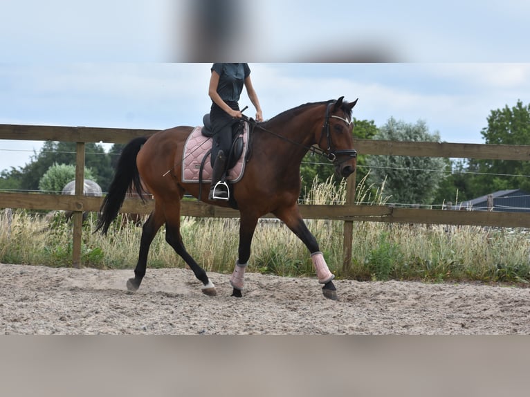 Portugalski koń sportowy Wałach 5 lat 162 cm Gniada in Achtmaal