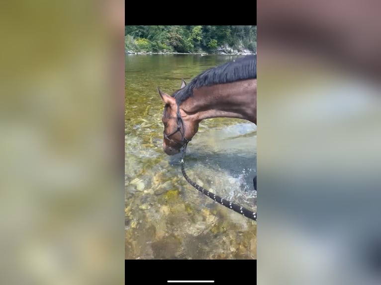 Portugalski koń sportowy Wałach 7 lat 153 cm Gniada in Oberb&#xFC;ren