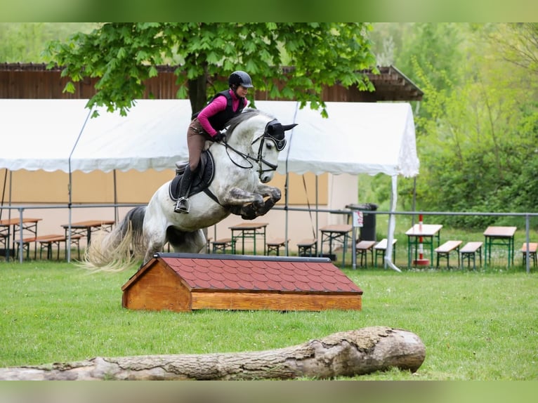Portugalski koń sportowy Wałach 8 lat 163 cm Siwa in Waldshut-Tiengen