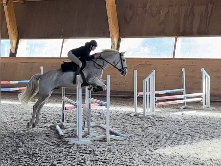 Portugalski koń sportowy Mix Wałach 10 lat 160 cm Siwa in Lobios