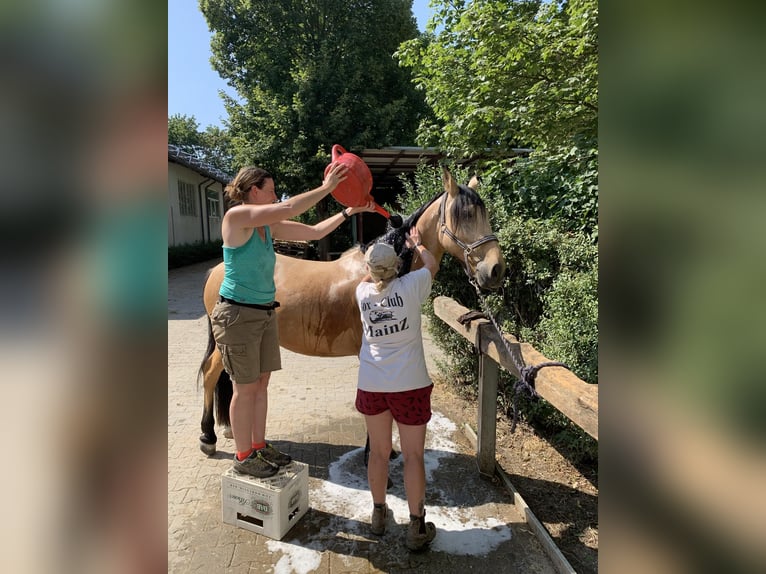 Portugalski koń sportowy Wałach 11 lat 157 cm Bułana in Nieder Olm