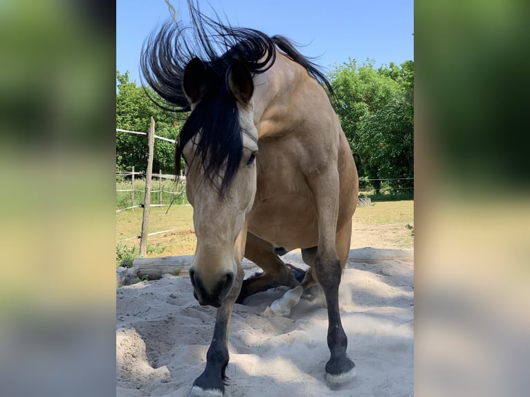 Portugalski koń sportowy Wałach 11 lat 157 cm Bułana in Nieder Olm