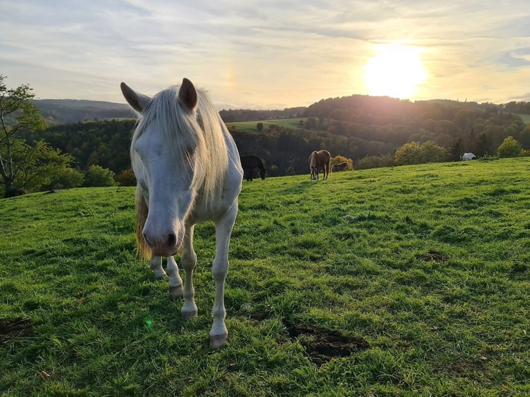 Portugalski koń sportowy Wałach 12 lat 152 cm Cremello in Wurzbach