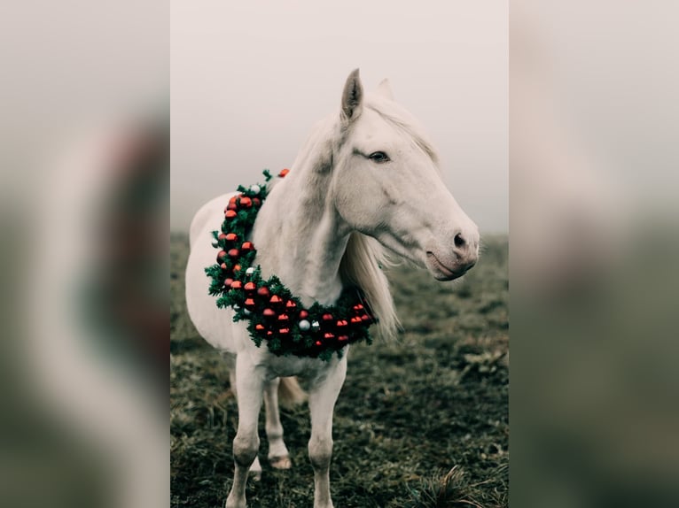 Portugalski koń sportowy Wałach 12 lat 152 cm Cremello in Wurzbach