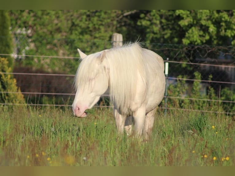 Portugalski koń sportowy Wałach 12 lat 152 cm Cremello in Wurzbach