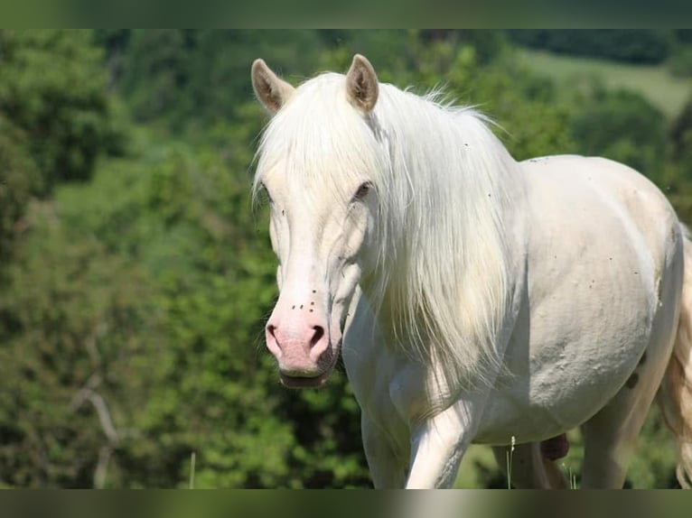 Portugalski koń sportowy Wałach 12 lat 152 cm Cremello in Wurzbach