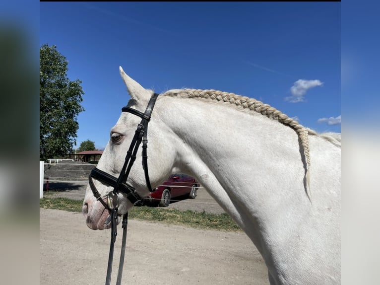 Portugalski koń sportowy Mix Wałach 13 lat 158 cm Cremello in San Sebastian De Los Reyes