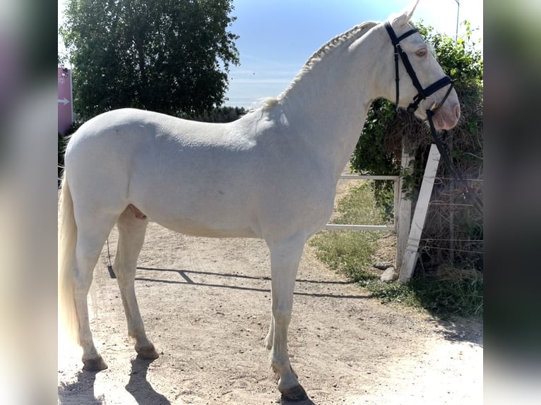 Portugalski koń sportowy Mix Wałach 13 lat 158 cm Cremello in San Sebastian De Los Reyes