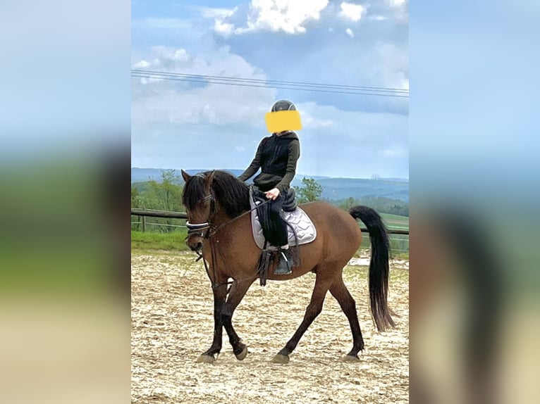 Portugalski koń sportowy Mix Wałach 16 lat 142 cm Gniada in Mörsbach