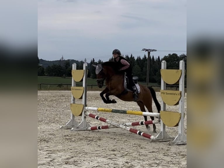 Portugalski koń sportowy Mix Wałach 16 lat 142 cm Gniada in Mörsbach