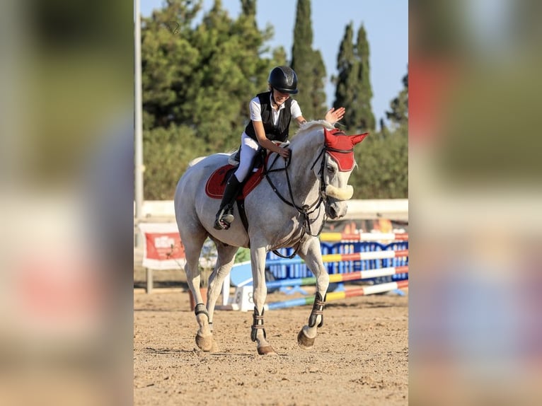 Portugalski koń sportowy Wałach 20 lat 169 cm Siwa in Palma De Mallorca