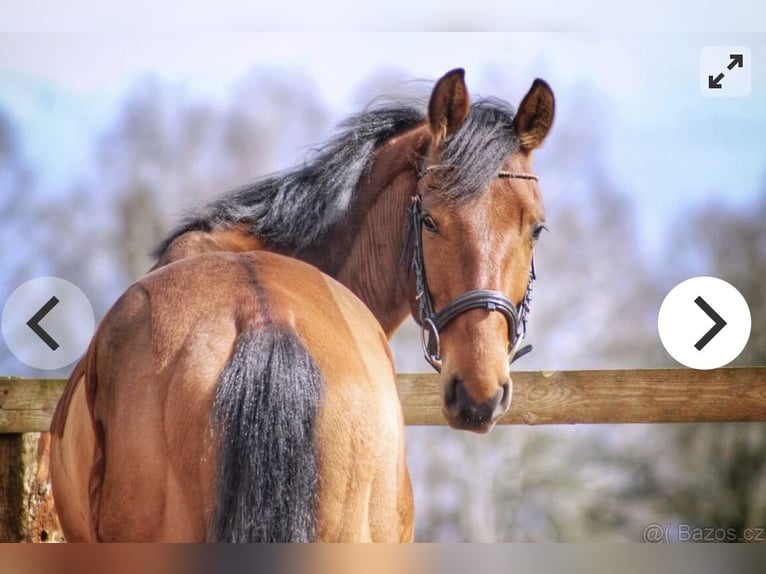 Portugalski koń sportowy Mix Wałach 5 lat 148 cm Gniada in Wolfsburg