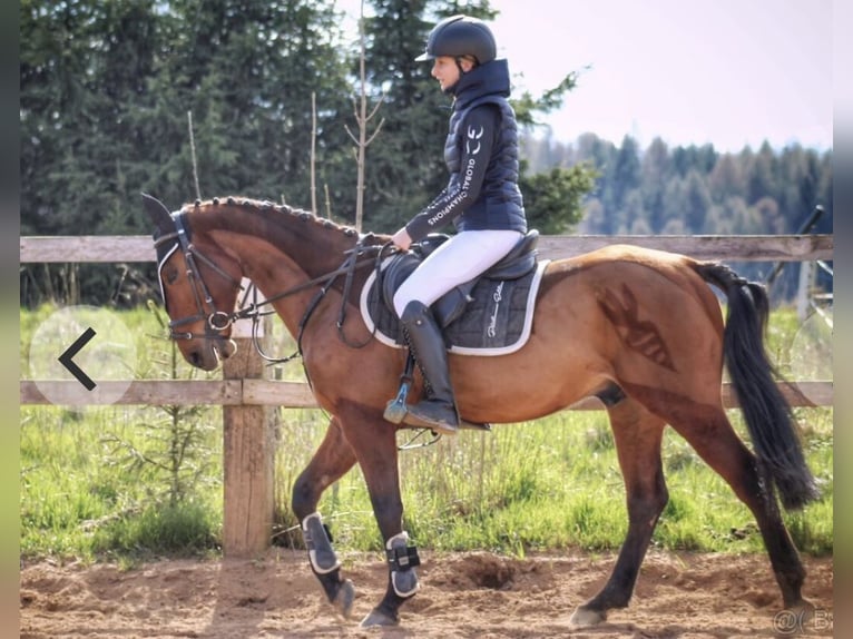 Portugalski koń sportowy Mix Wałach 5 lat 148 cm Gniada in Wolfsburg