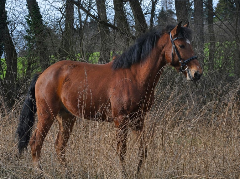 Portugalski koń sportowy Wałach 6 lat 150 cm Gniada in Bruchsal