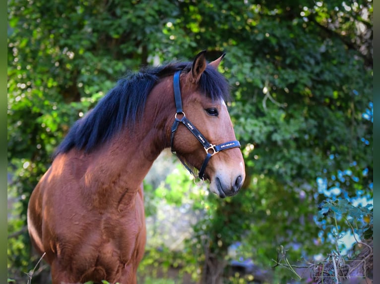 Portugalski koń sportowy Wałach 6 lat 150 cm Gniada in Bruchsal