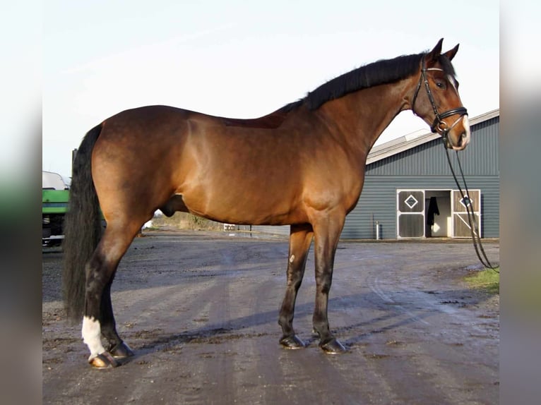 Portugalski koń sportowy Wałach 7 lat 165 cm Gniada in Silkeborg