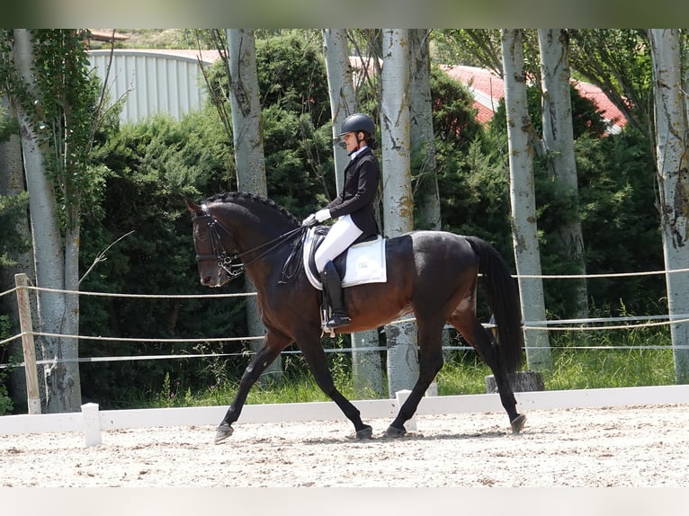 Portugees sportpaard Mix Hengst 14 Jaar 168 cm Bruin in Navarra