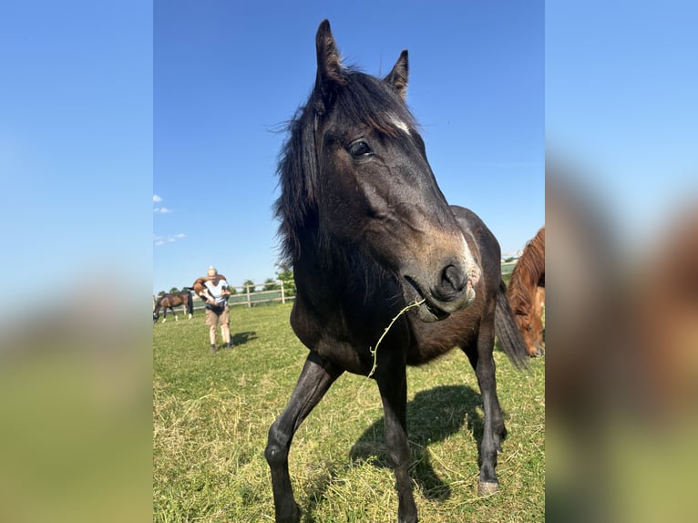 Portugees sportpaard Mix Hengst 1 Jaar 150 cm kan schimmel zijn in Langenau