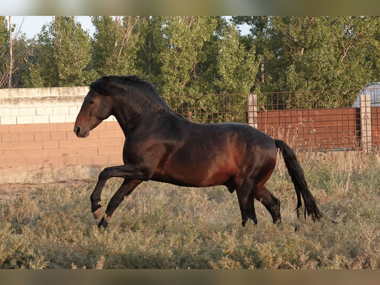 Portugees sportpaard Mix Hengst 4 Jaar 161 cm Bruin in Navarra