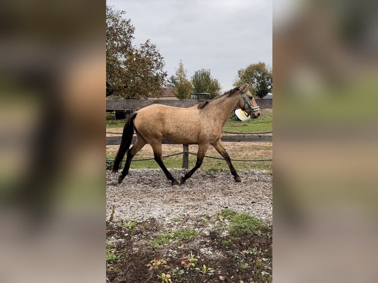 Portugees sportpaard Merrie 10 Jaar 155 cm Buckskin in Rosenau