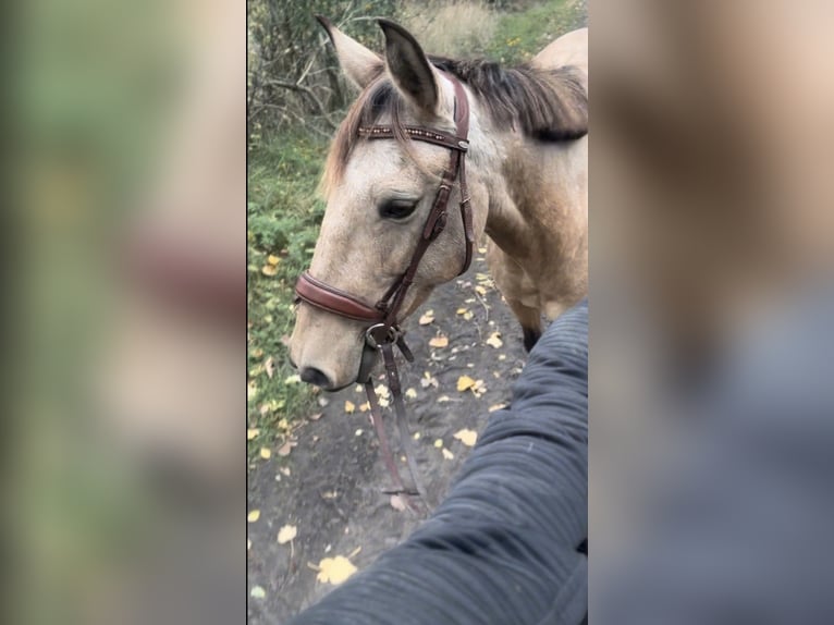 Portugees sportpaard Merrie 10 Jaar 155 cm Buckskin in Rosenau