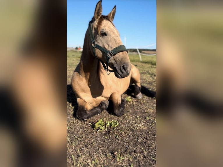 Portugees sportpaard Merrie 11 Jaar 155 cm Buckskin in Rosenau