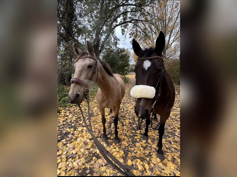 Portugees sportpaard Merrie 11 Jaar 155 cm Buckskin in Rosenau