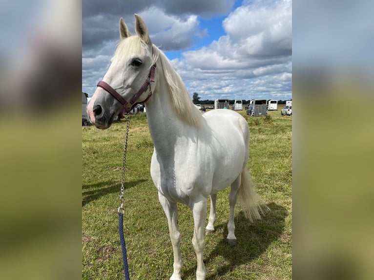Portugees sportpaard Merrie 16 Jaar 151 cm Schimmel in Berlin