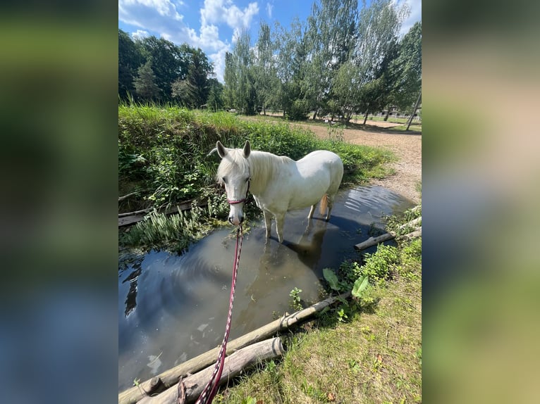 Portugees sportpaard Merrie 16 Jaar 151 cm Schimmel in Berlin