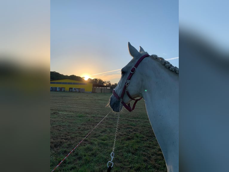 Portugees sportpaard Merrie 16 Jaar 151 cm Schimmel in Berlin